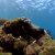 iguana-galapagos-liveaboard-diving