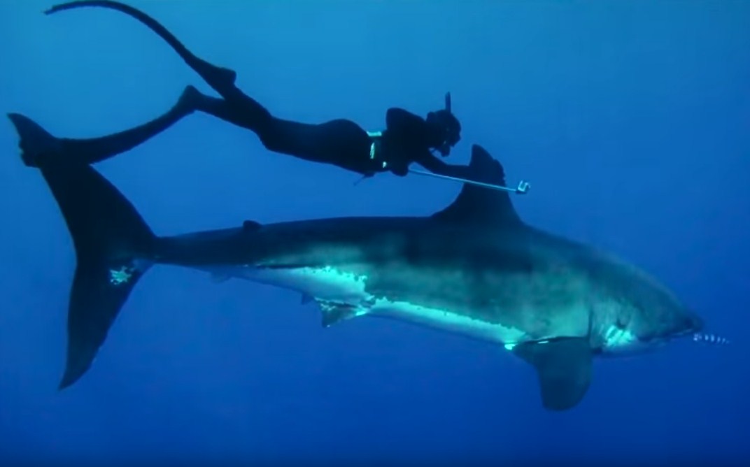 Great White Shark Conservation, Incredible Friendship With Diver Captured