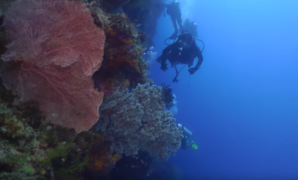 Coral reef conservation internships under the sea sculptures