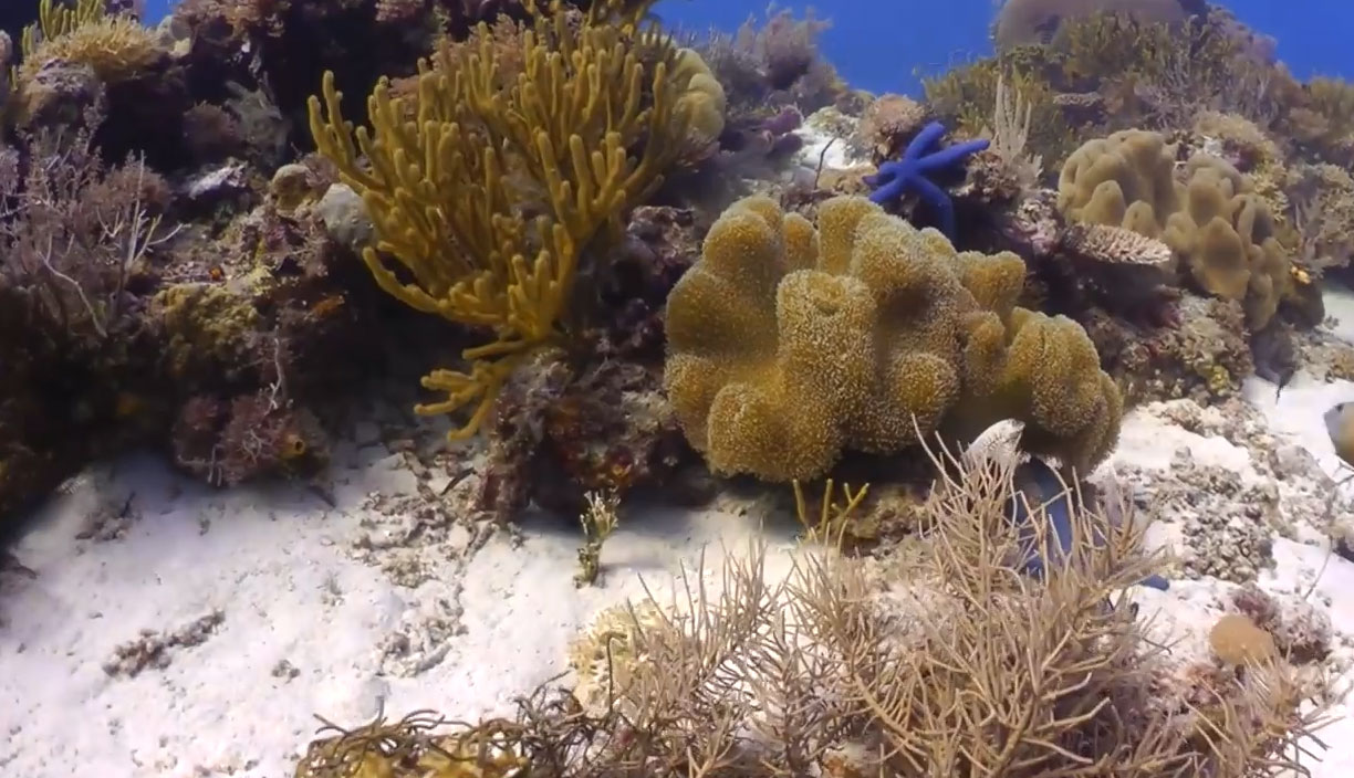Fast-Growing-Corals-for-Marine-Conservation-Projects-min