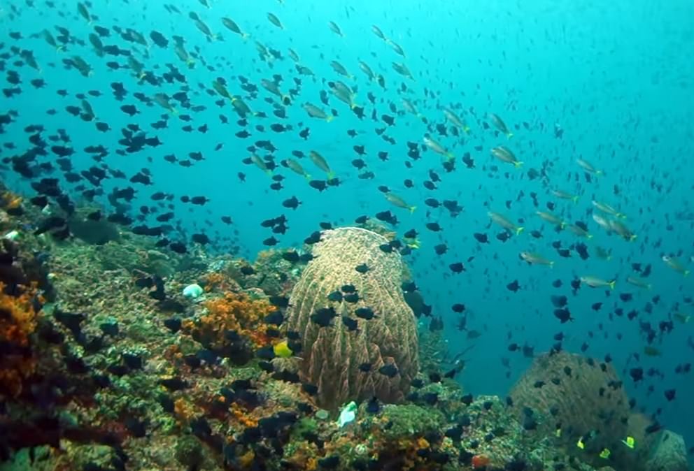 Ambon The Top Secret Scuba Diving Spot in Indonesia