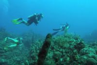 Can You Go Scuba Diving Without Certification
