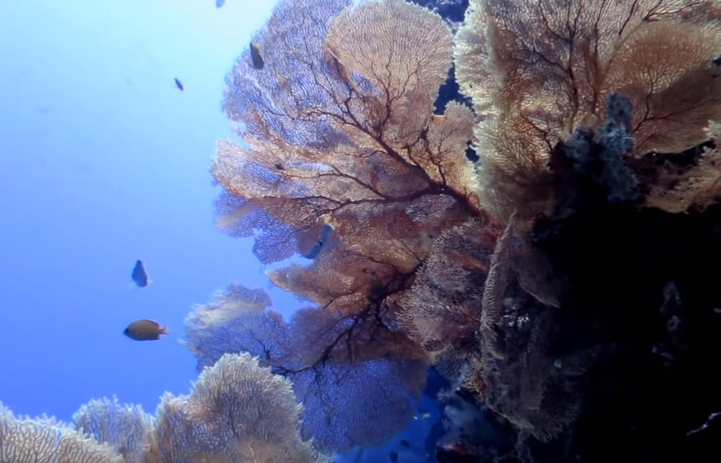 Hukurila Cave Ambon The Top Secret Scuba Diving Spot in Indonesia