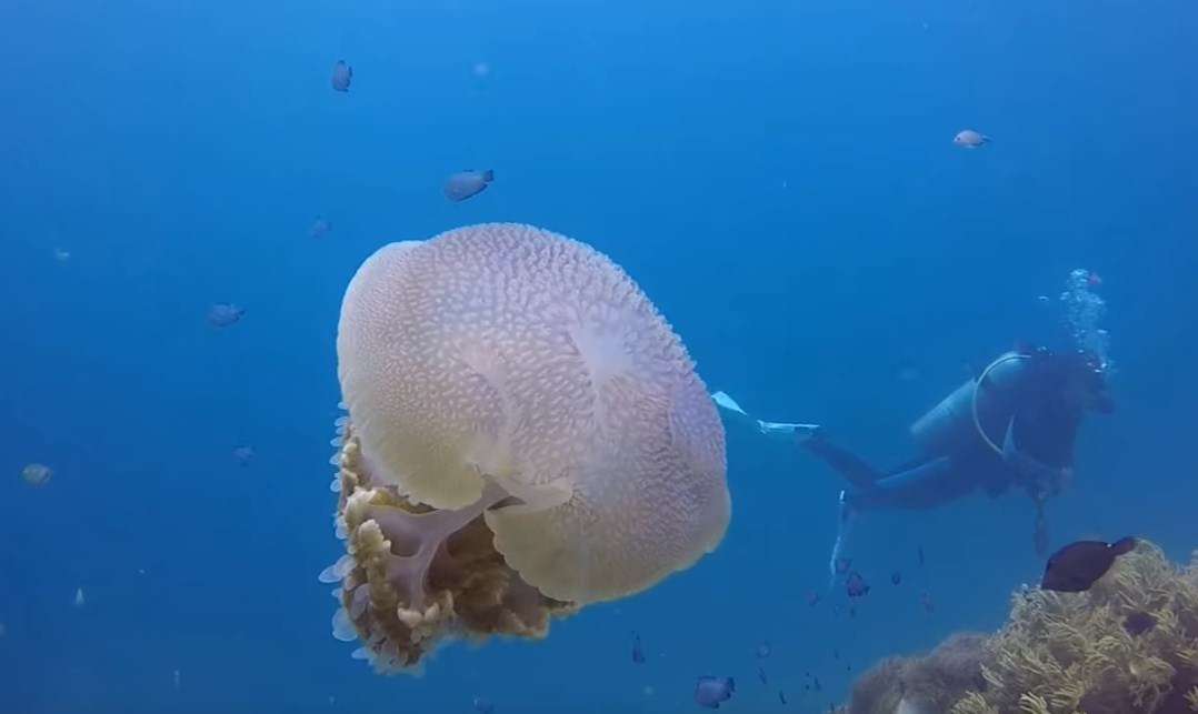 Jelly fish in the best places to scuba dive in the world
