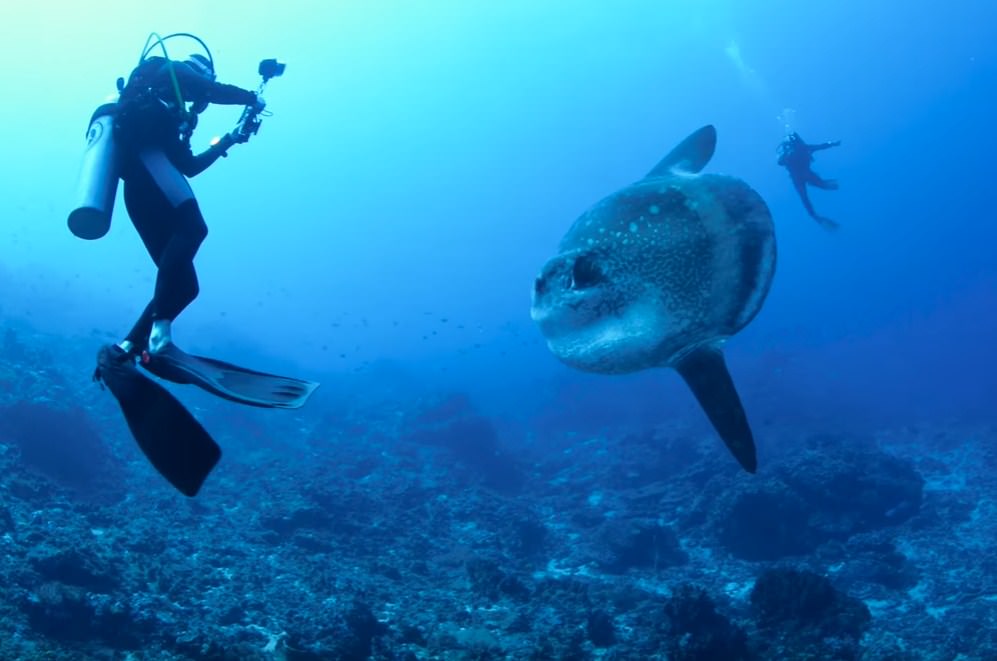 Mola Mola Sunfish Bali Season