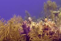 Scuba Diving in Bonaire HD Pictures