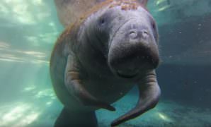 manatees dive Crystal River HD Pictures