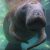 manatees dive Crystal River HD Pictures