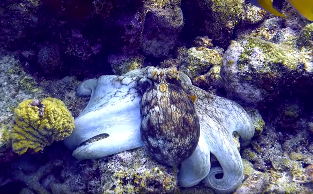 squid Scuba Diving in Bonaire